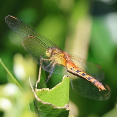 Diplacodes melanopsis (Black-faced Percher) at Broulee Moruya Nature Observation Area - 9 Mar 2024 by LisaH