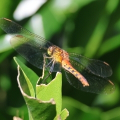 Diplacodes melanopsis at Moruya, NSW - suppressed