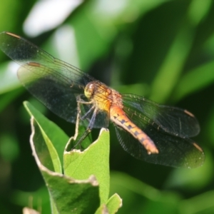 Diplacodes melanopsis at Moruya, NSW - 10 Mar 2024