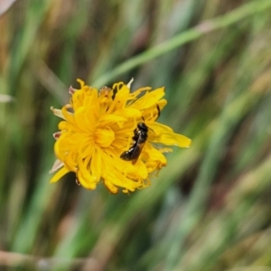 Hylaeus sp. (genus) at St Marks Grassland (SMN) - 8 Mar 2024 01:15 PM