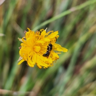 Hylaeus sp. (genus) (A masked bee) at Saint Mark's Grassland, Barton - 8 Mar 2024 by Cormac