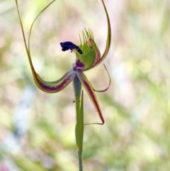 Caladenia attingens (Forest Mantis Orchid) at Carbunup River, WA - 8 Oct 2023 by sarraj