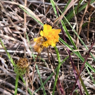 Apis mellifera (European honey bee) at Saint Marks Grassland - Barton ACT - 8 Mar 2024 by Cormac