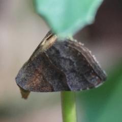 Unidentified Moth (Lepidoptera) at Moruya, NSW - 9 Mar 2024 by LisaH