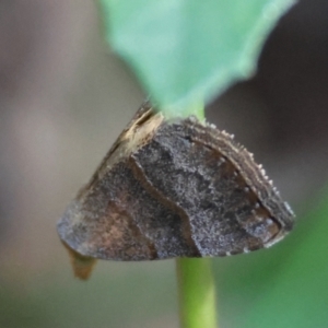 Meranda susialis at Moruya, NSW - suppressed