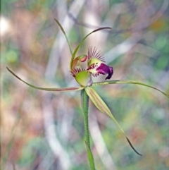 Caladenia brownii (Karri Spider Orchid) at Carbunup River, WA - 8 Oct 2023 by sarraj