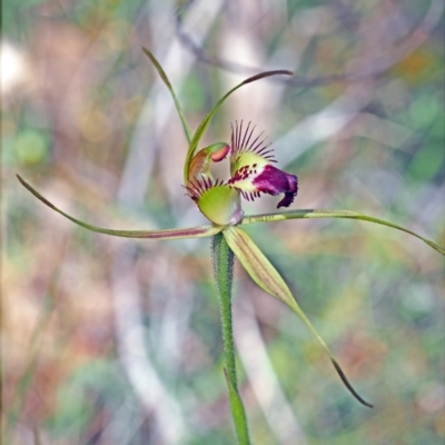 Caladenia brownii (Karri Spider Orchid) at Carbunup River, WA - 8 Oct 2023 by sarraj