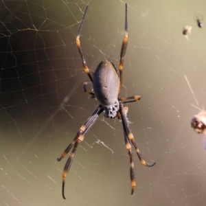 Trichonephila edulis at Moruya, NSW - suppressed