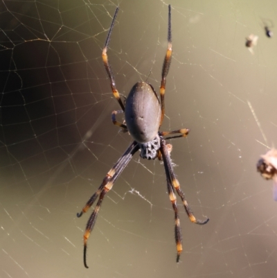 Trichonephila edulis (Golden orb weaver) at Broulee Moruya Nature Observation Area - 9 Mar 2024 by LisaH