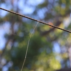 Trichonephila edulis at Moruya, NSW - suppressed