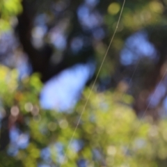 Trichonephila edulis at Moruya, NSW - suppressed