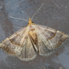 Unidentified Noctuoid moth (except Arctiinae) at Moruya, NSW - 9 Mar 2024 by LisaH