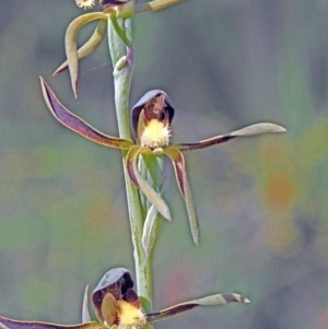 Lyperanthus serratus at Carbunup River, WA - 8 Oct 2023