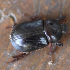 Scarabaeinae (subfamily) at Moruya, NSW - 8 Mar 2024 by LisaH