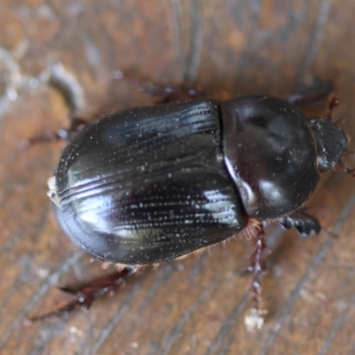 Scarabaeinae (subfamily) at Broulee Moruya Nature Observation Area - 8 Mar 2024 by LisaH