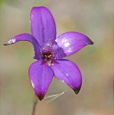 Elythranthera brunonis (Purple Enamel Orchid) at Carbunup River, WA - 8 Oct 2023 by sarraj