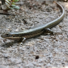 Eulamprus heatwolei (Yellow-bellied Water Skink) at Broulee Moruya Nature Observation Area - 8 Mar 2024 by LisaH