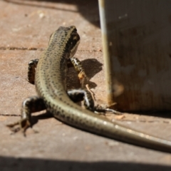 Eulamprus heatwolei at Moruya, NSW - 8 Mar 2024