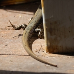 Eulamprus heatwolei at Moruya, NSW - 8 Mar 2024