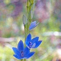 Thelymitra crinita (Blue Lady Orchid) at Carbunup River, WA - 8 Oct 2023 by sarraj