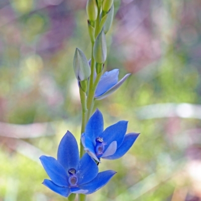 Thelymitra crinita (Blue Lady Orchid) at Carbunup River, WA - 8 Oct 2023 by sarraj