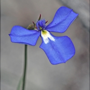 Lobelia sp. at Carbunup River, WA - 8 Oct 2023 11:58 AM