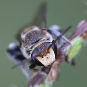 Lipotriches (Austronomia) australica at Moruya, NSW - suppressed