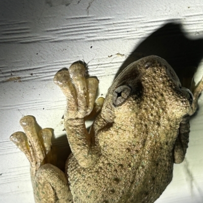 Litoria peronii (Peron's Tree Frog, Emerald Spotted Tree Frog) at Moruya, NSW - 8 Mar 2024 by LisaH