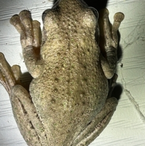 Litoria peronii at Moruya, NSW - 8 Mar 2024