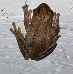 Litoria peronii at Moruya, NSW - 8 Mar 2024