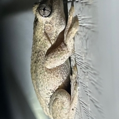 Litoria peronii at Moruya, NSW - 8 Mar 2024