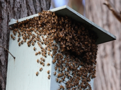 Apis mellifera (European honey bee) at Moruya, NSW - 8 Mar 2024 by LisaH