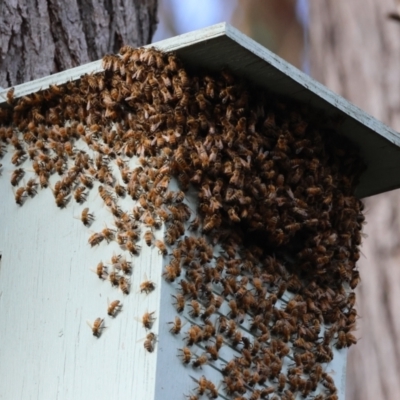 Apis mellifera (European honey bee) at Broulee Moruya Nature Observation Area - 8 Mar 2024 by LisaH