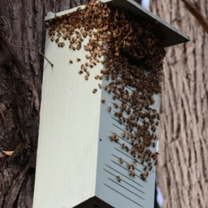 Apis mellifera at Moruya, NSW - suppressed