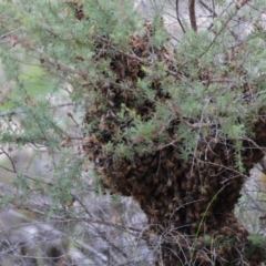 Apis mellifera at Moruya, NSW - suppressed