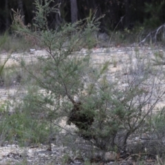 Apis mellifera at Moruya, NSW - suppressed