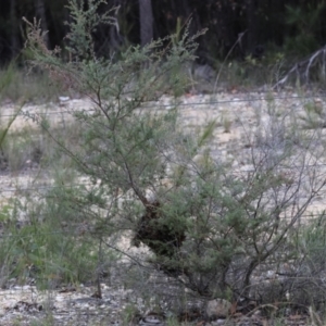 Apis mellifera at Moruya, NSW - suppressed