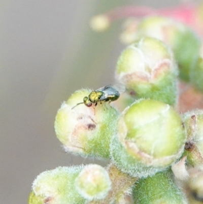 Chalcidoidea (superfamily) (A gall wasp or Chalcid wasp) at Hall, ACT - 6 Mar 2024 by Anna123