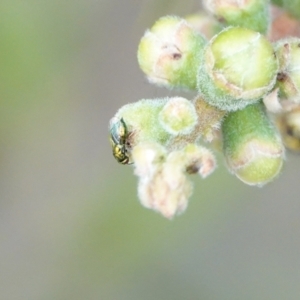 Chalcidoidea (superfamily) at Hall, ACT - 6 Mar 2024