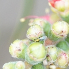 Chalcidoidea (superfamily) at Hall, ACT - 6 Mar 2024