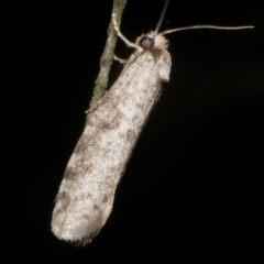 Lepidoscia (genus) ADULT (A Case moth) at Freshwater Creek, VIC - 8 Feb 2024 by WendyEM