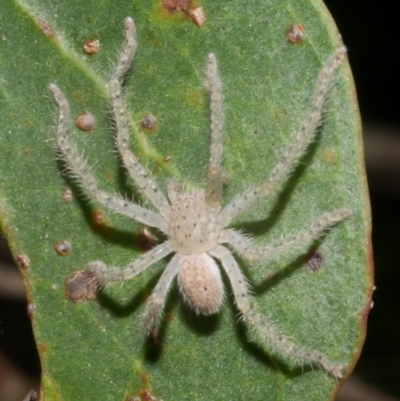 Unidentified Huntsman spider (Sparassidae) at Freshwater Creek, VIC - 8 Feb 2024 by WendyEM