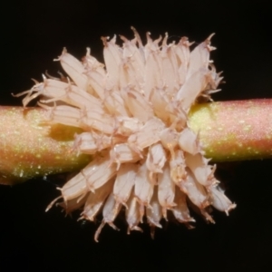 Paropsis atomaria at Freshwater Creek, VIC - 8 Feb 2024