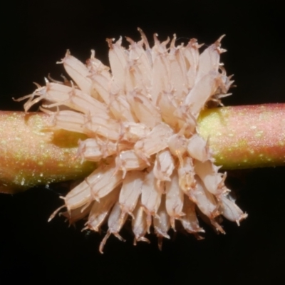Paropsis atomaria (Eucalyptus leaf beetle) at Freshwater Creek, VIC - 8 Feb 2024 by WendyEM
