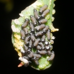 Paropsini sp. (tribe) (Unidentified paropsine leaf beetle) at Freshwater Creek, VIC - 8 Feb 2024 by WendyEM