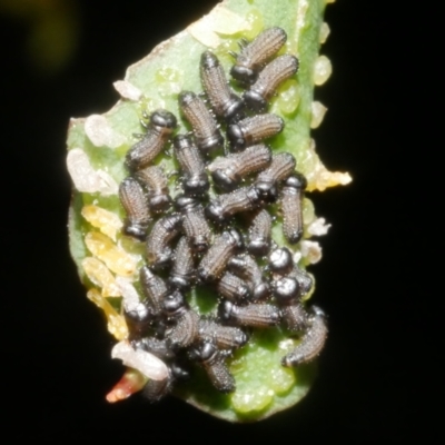 Paropsini sp. (tribe) (Unidentified paropsine leaf beetle) at WendyM's farm at Freshwater Ck. - 8 Feb 2024 by WendyEM
