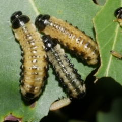 Paropsis atomaria (Eucalyptus leaf beetle) at WendyM's farm at Freshwater Ck. - 8 Feb 2024 by WendyEM