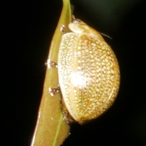 Paropsisterna cloelia at Freshwater Creek, VIC - 8 Feb 2024 11:44 PM