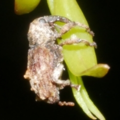 Unidentified Weevil (Curculionoidea) at Freshwater Creek, VIC - 8 Feb 2024 by WendyEM