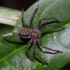 Heteropoda jugulans (Brown Huntsman Spider) at Capalaba, QLD - 10 Mar 2024 by TimL